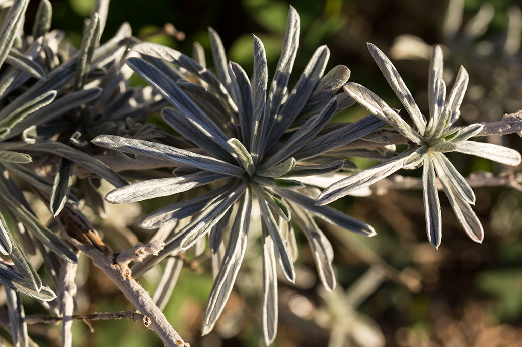 Image of Convolvulus oleifolius specimen.