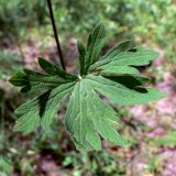 Geranium sibiricum