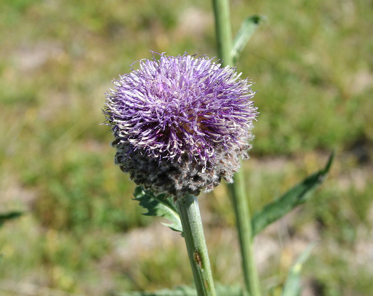 Image of Stemmacantha carthamoides specimen.
