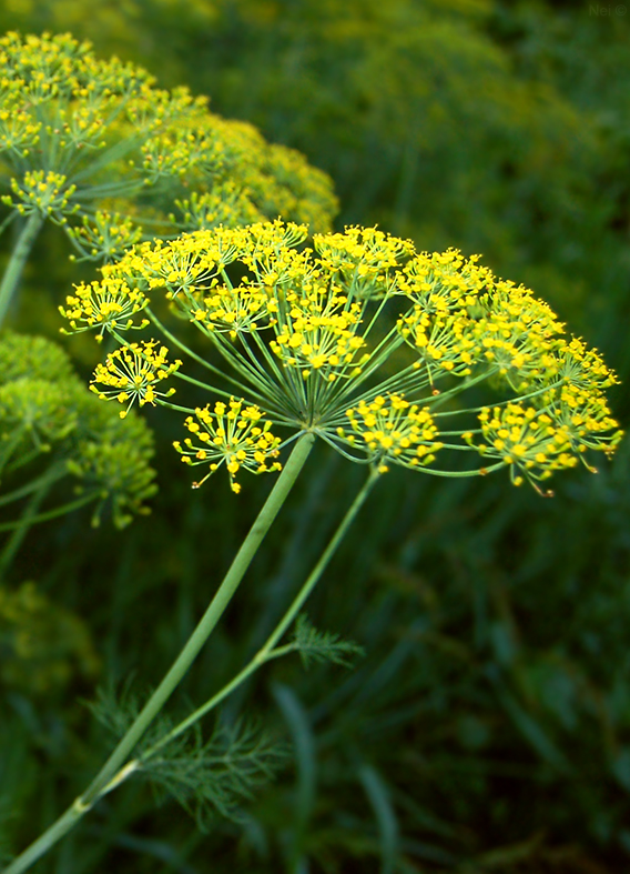 Изображение особи Anethum graveolens.