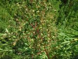 Euphorbia palustris