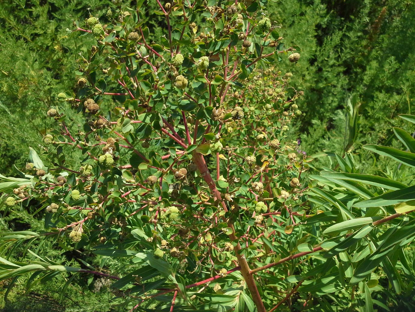 Изображение особи Euphorbia palustris.