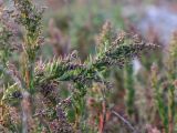 Suaeda linifolia