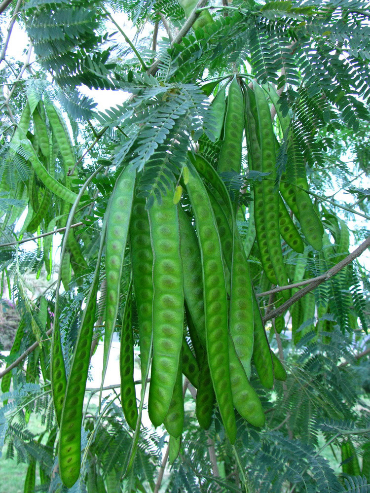 Изображение особи Leucaena leucocephala.