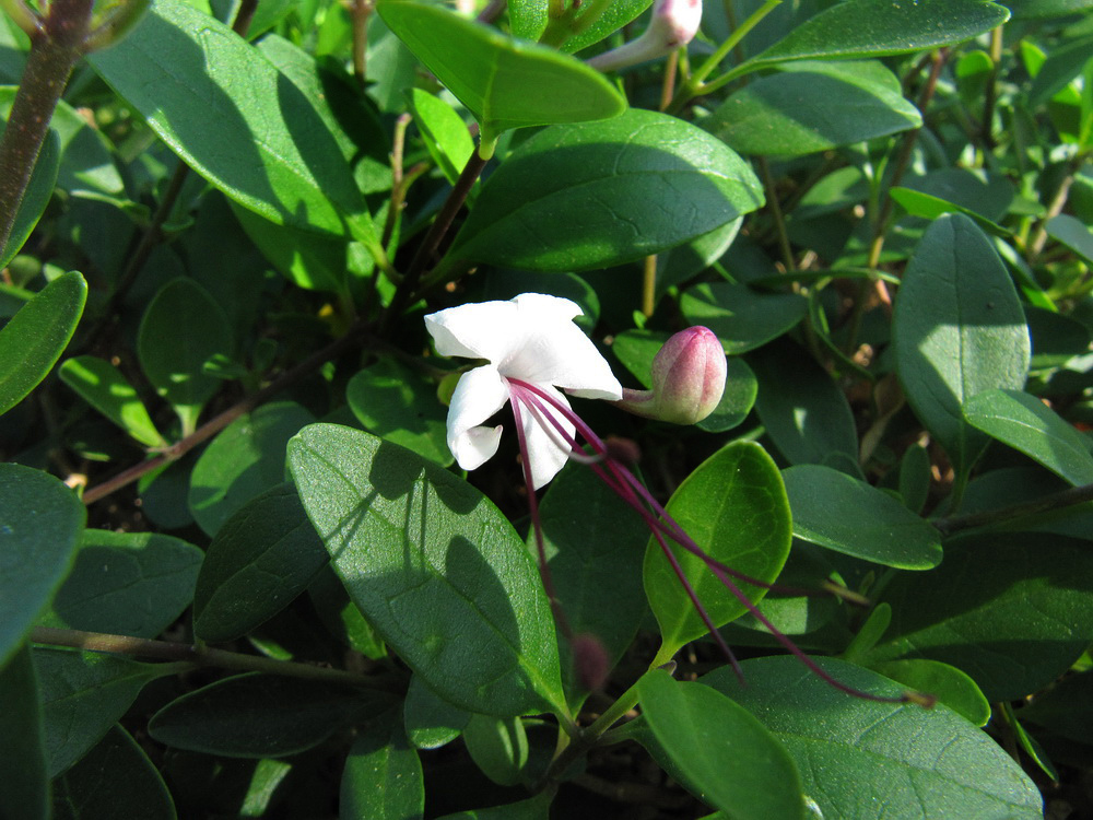 Изображение особи род Capparis.