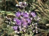 Saussurea elegans. Общее соцветие. Кыргызстан, Нарынская обл., правый берег р. Нарын, ниже впадения р. М. Нарын при спуске к реке. 13.07.2015.