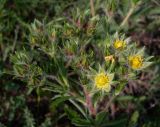 Potentilla pedata. Соцветие с отцветшими и нераскрывшимися цветками. Ростовская обл., Азовский р-н, окр. пос. Солнечный, склон балки Водяникова, настоящая степь. 02.06.2015.