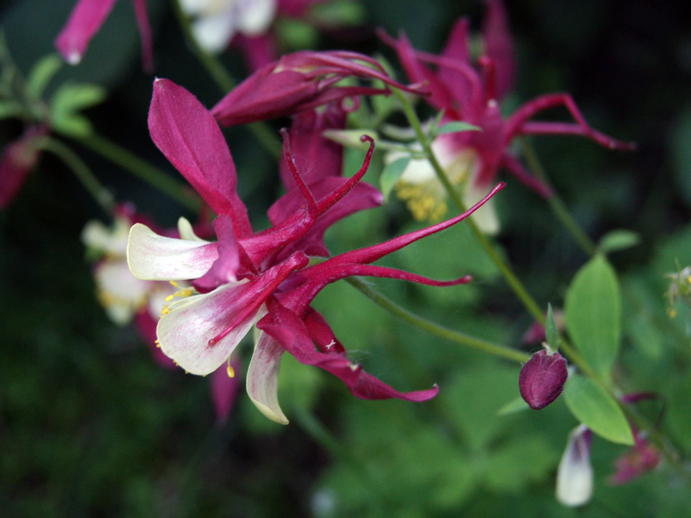 Изображение особи Aquilegia coerulea.