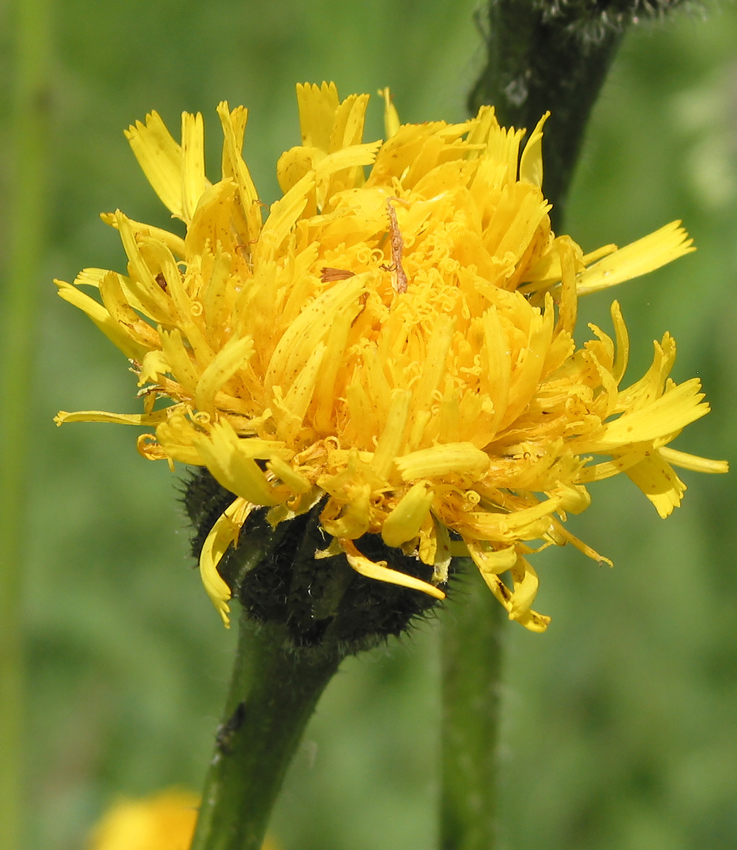 Изображение особи Trommsdorffia maculata.