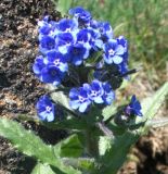 Cynoglottis barrelieri