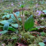 Calypso bulbosa. Растение с развивающимися цветоносными побегами. Свердловская обл., окр. г. Североуральск, таёжный лес. 18.05.2007.