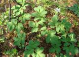 Corydalis paeoniifolia