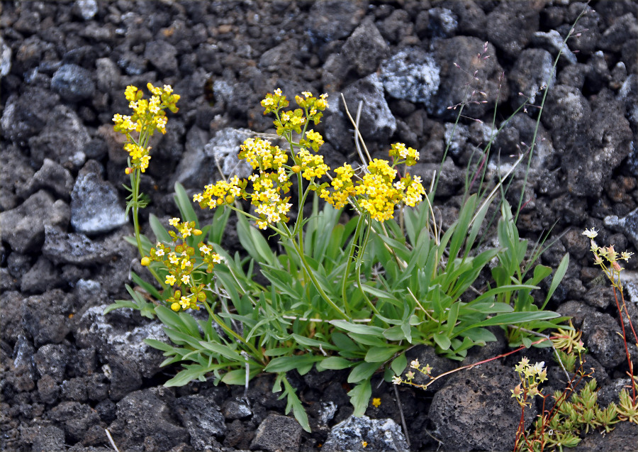 Image of Patrinia sibirica specimen.