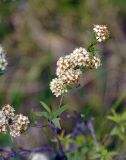 Spiraea alpina. Верхушка побега с соцветием. Бурятия, Окинский р-н, падь Хи-Гол (выс. около 2000 м н.у.м.), кустарниковая тундра. 10.07.2015.