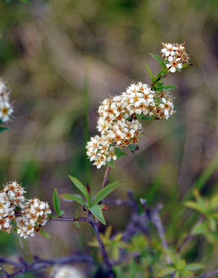 Image of Spiraea alpina specimen.