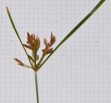 Cyperus rotundus