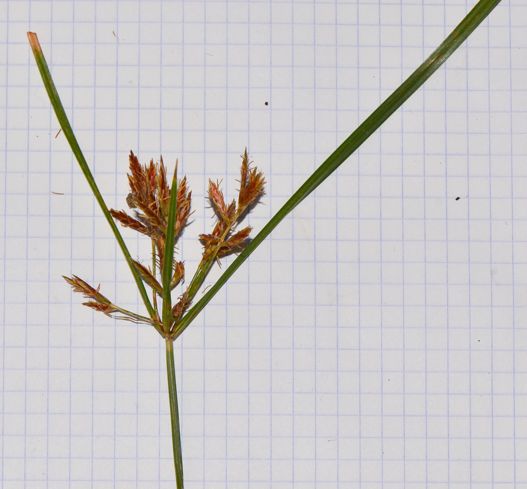 Image of Cyperus rotundus specimen.