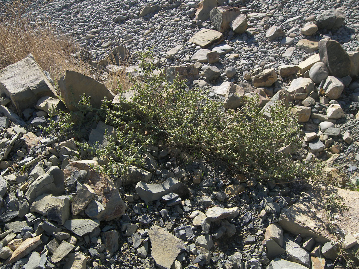 Image of Salsola tragus specimen.