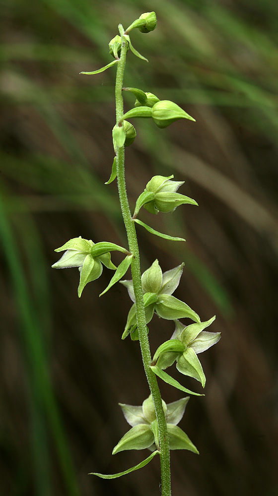 Изображение особи Epipactis helleborine.