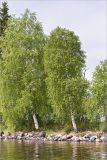 Betula pendula. Взрослые деревья на каменистой косе. Карелия, Заонежье. 14.06.2015.