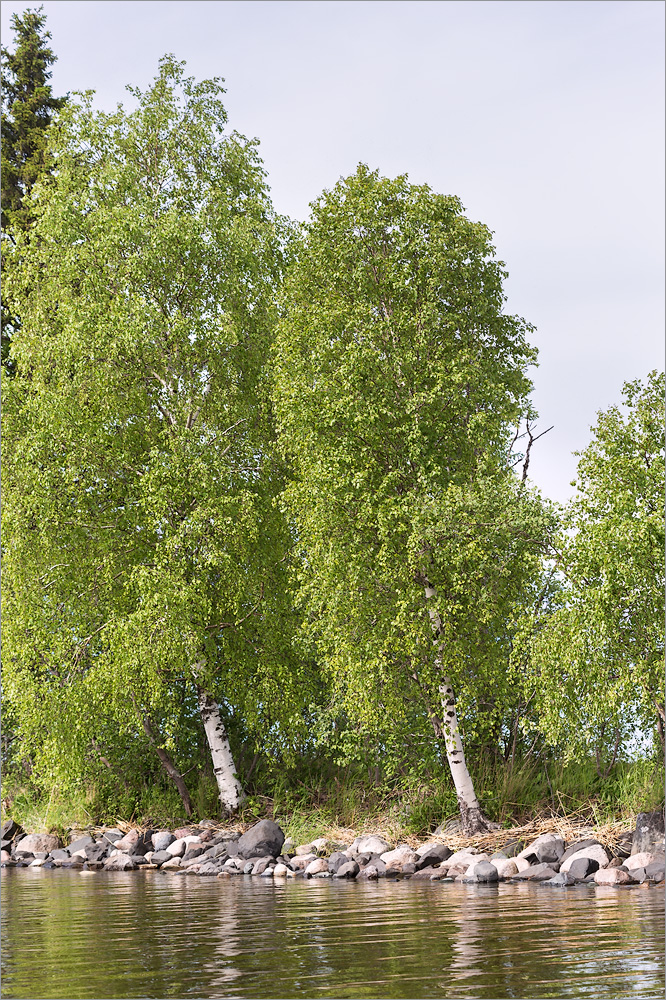 Изображение особи Betula pendula.