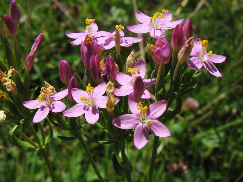 Изображение особи Centaurium erythraea.