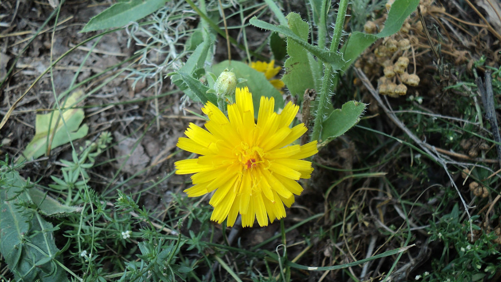 Image of Picris hieracioides specimen.