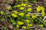 Chrysosplenium alternifolium