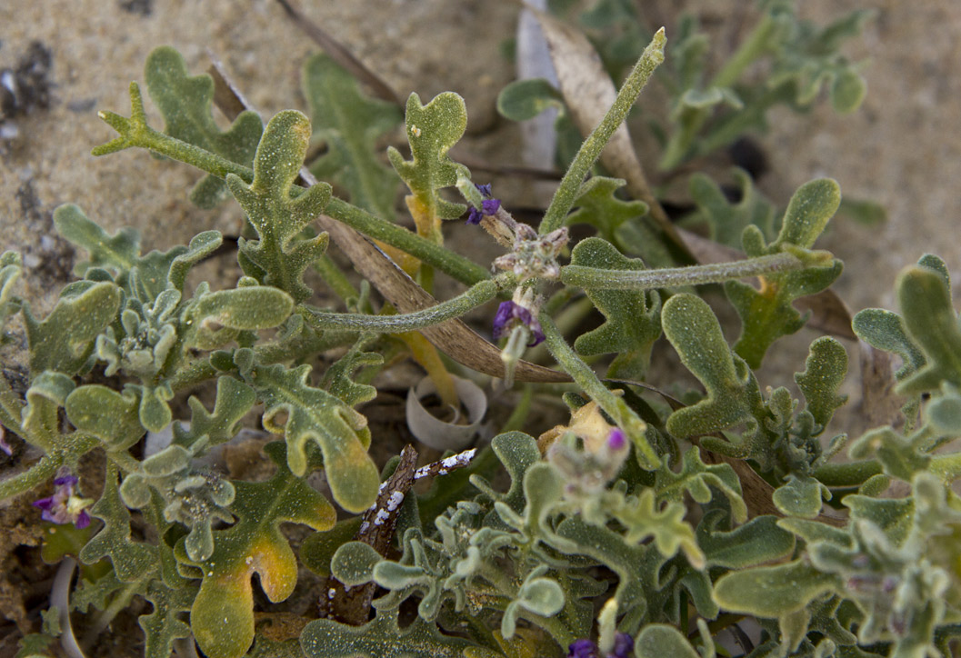 Изображение особи Matthiola tricuspidata.