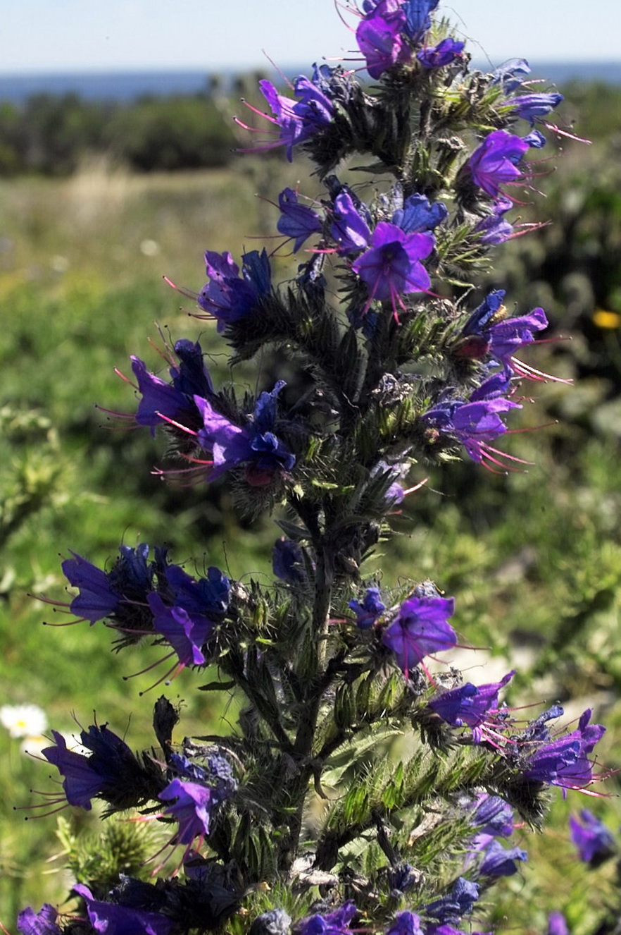 Image of Echium vulgare specimen.
