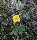 Ranunculus propinquus