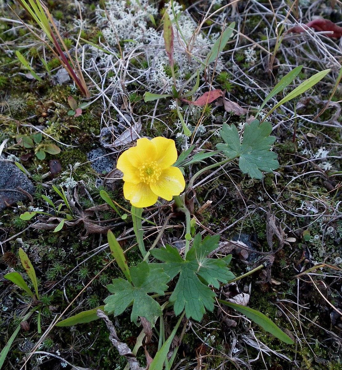 Изображение особи Ranunculus propinquus.