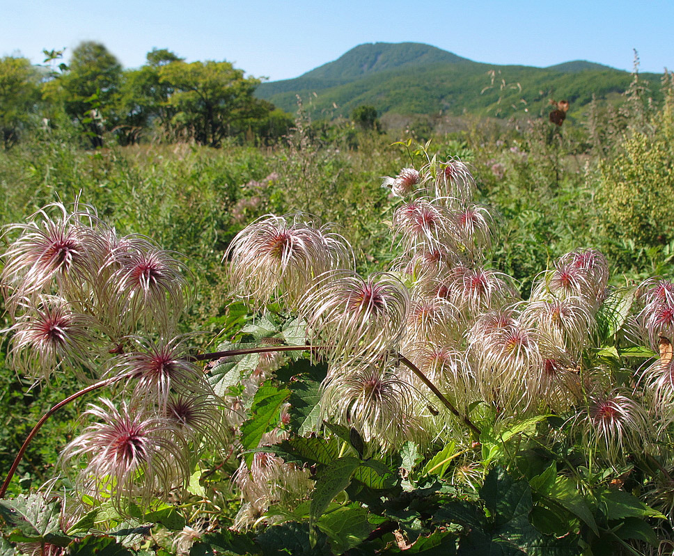 Image of Clematis serratifolia specimen.