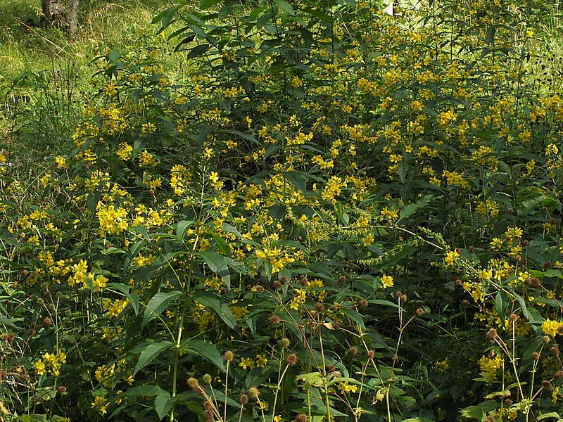 Изображение особи Lysimachia vulgaris.