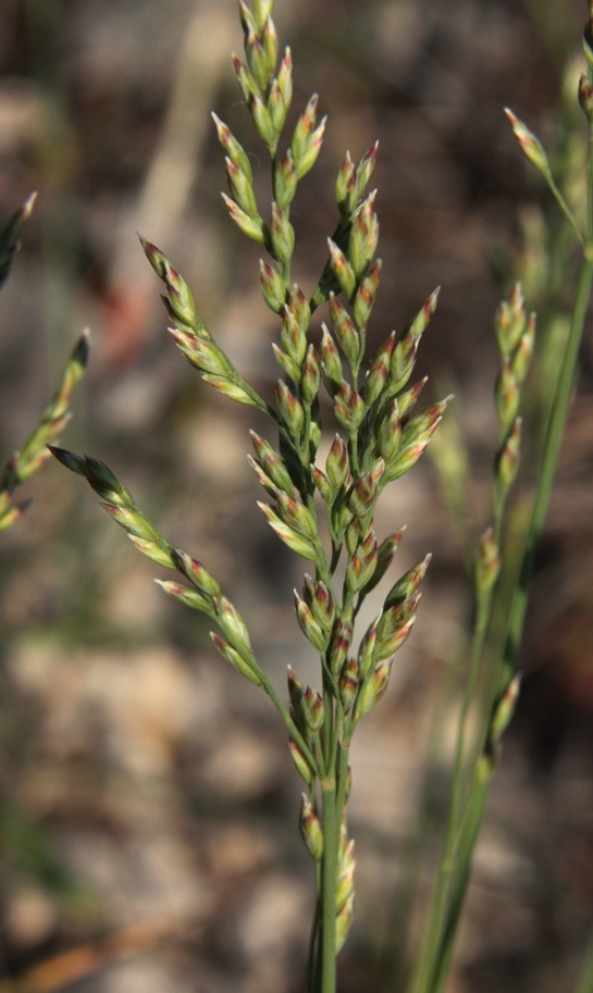 Image of Poa transbaicalica specimen.