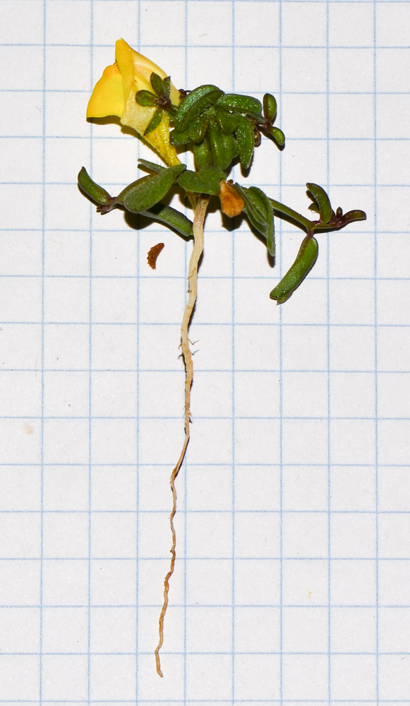 Image of Kickxia sagittata specimen.