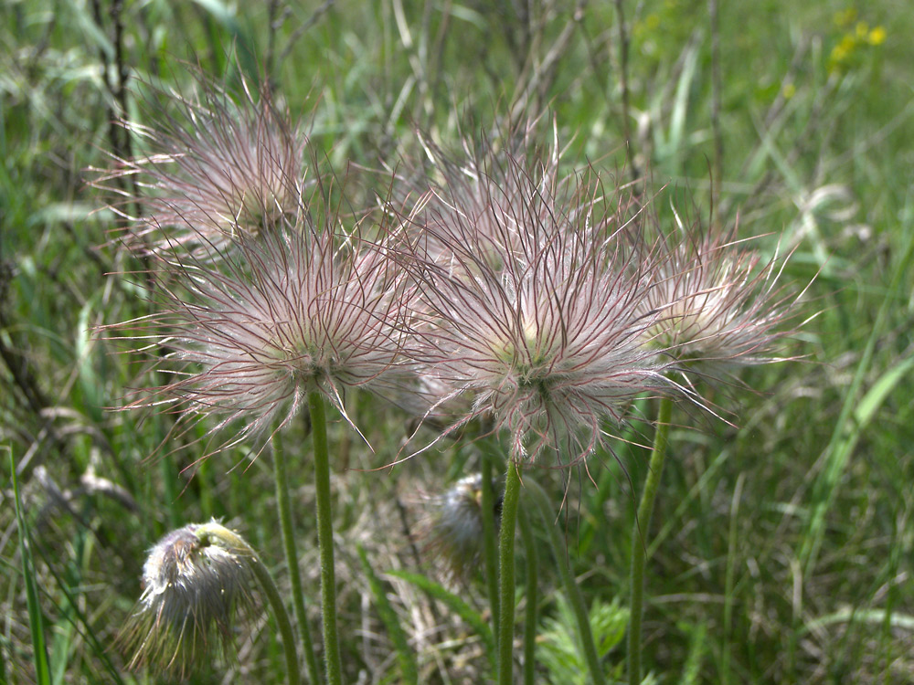 Image of Pulsatilla pratensis specimen.