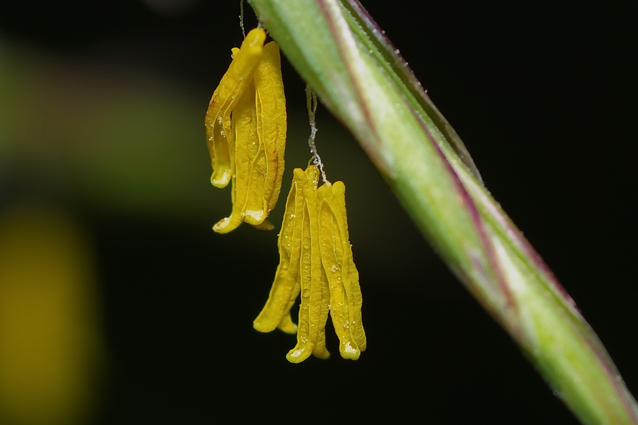 Изображение особи Bromopsis inermis.