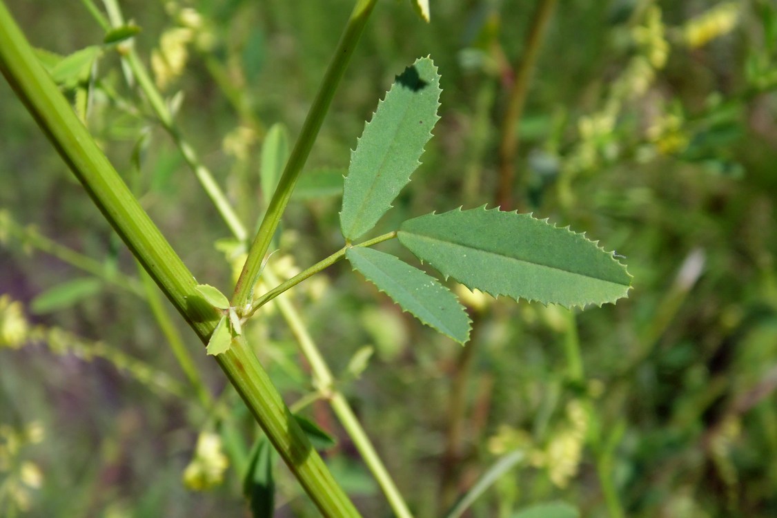 Изображение особи Melilotus officinalis.