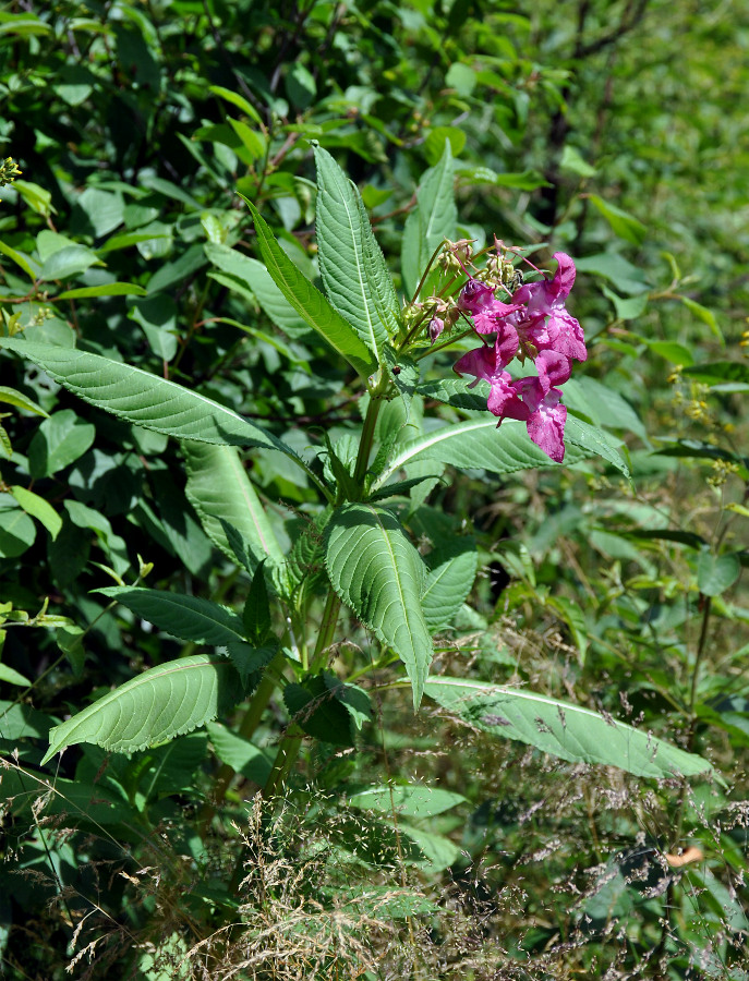 Image of Impatiens glandulifera specimen.