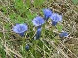 Gentiana grandiflora