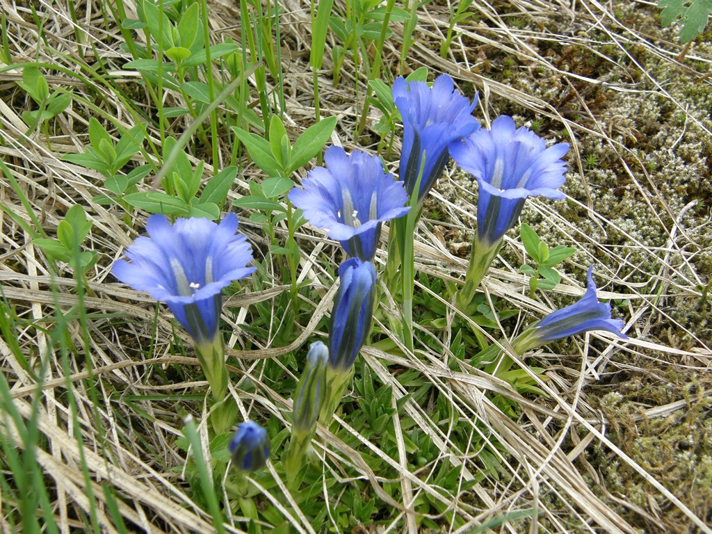 Изображение особи Gentiana grandiflora.