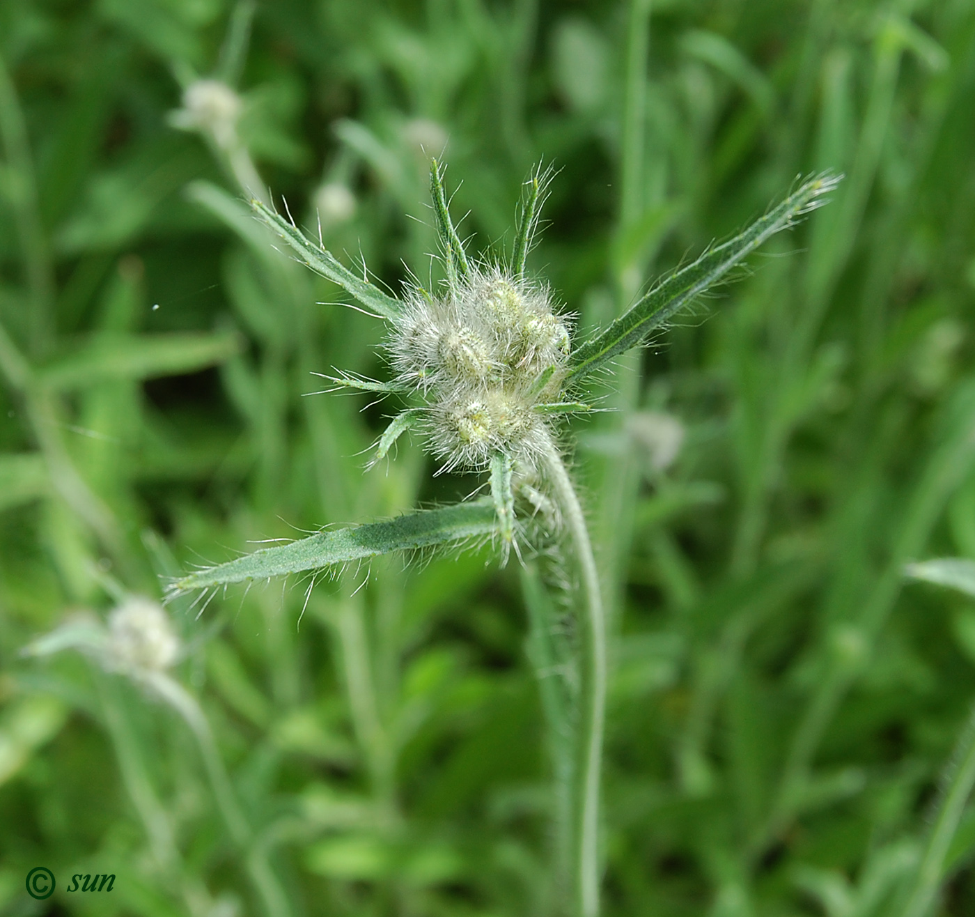 Image of Pilosella echioides specimen.