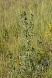 Cirsium serrulatum. Расцветающее растение. Татарстан, Новошешминский р-н, остепненные увалы в окр. с. Татарское Утяшкино. 4 июля 2016 г.