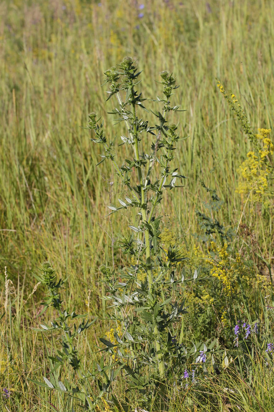 Изображение особи Cirsium serrulatum.