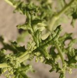 Dysphania botrys