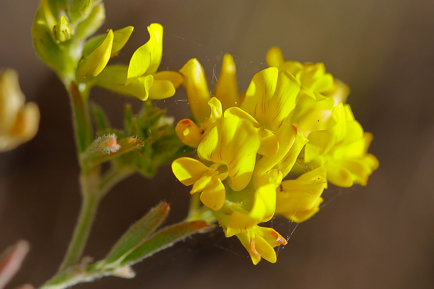 Изображение особи Medicago romanica.