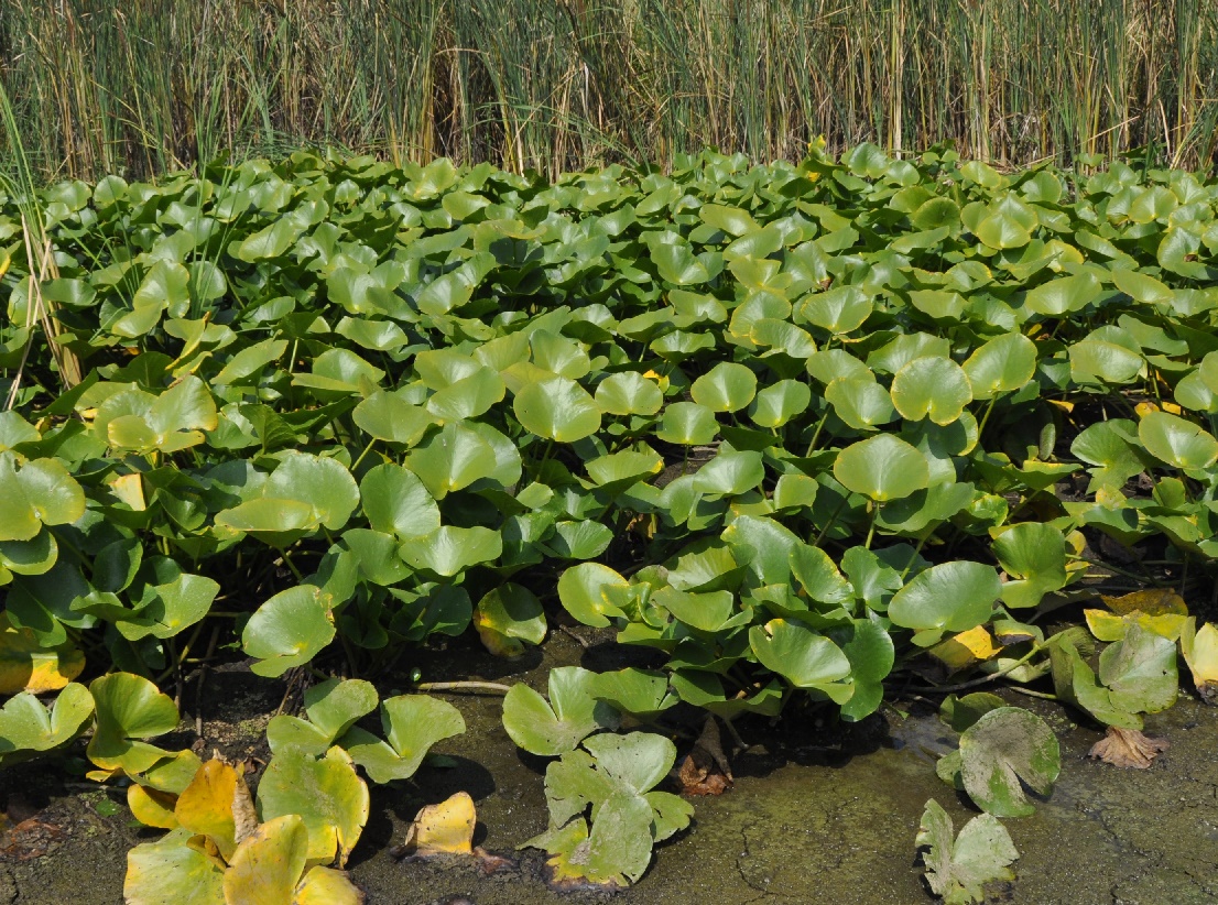 Изображение особи Nymphaea alba.