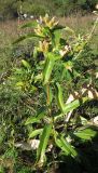 Gentiana cruciata