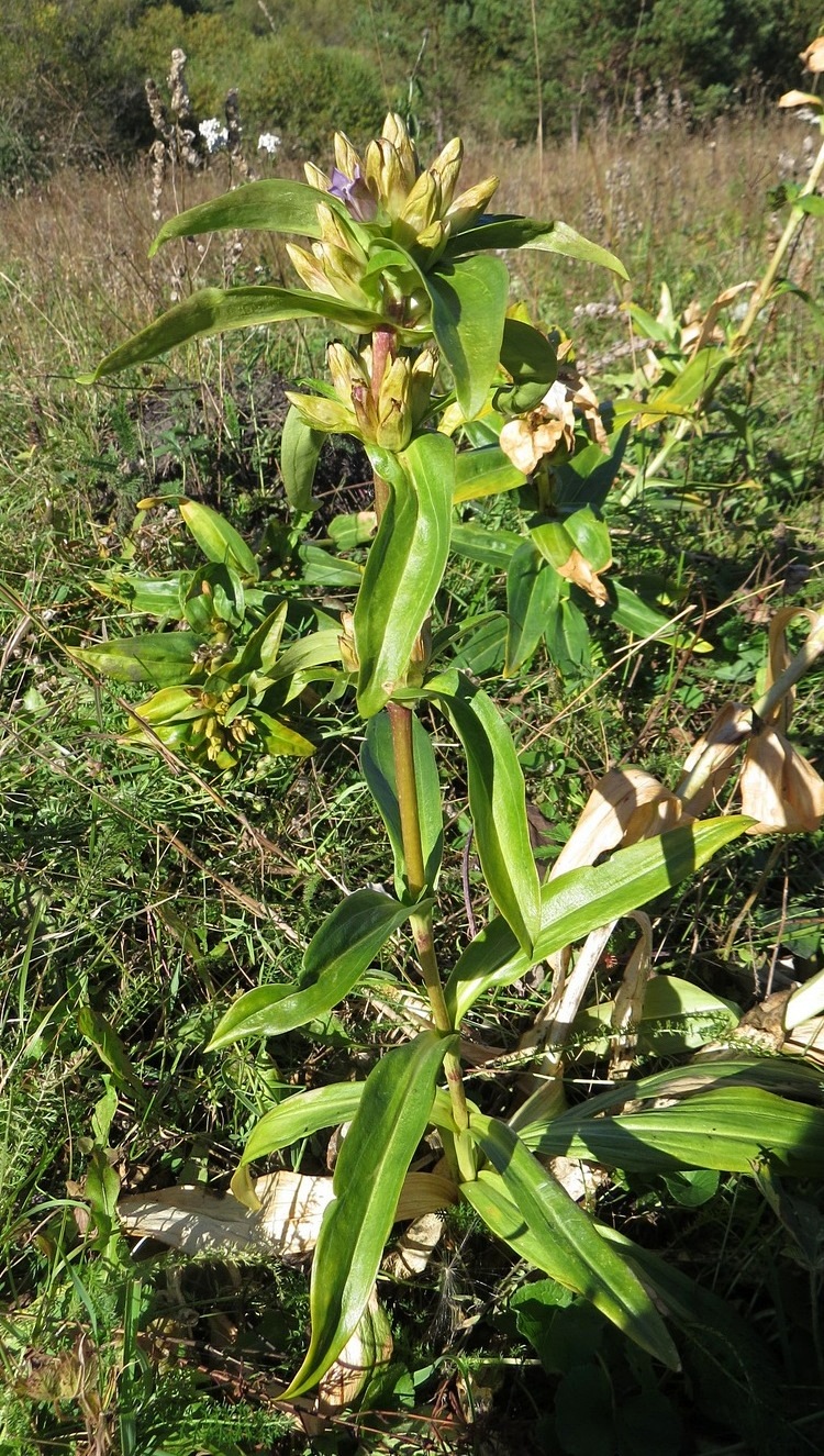 Image of Gentiana cruciata specimen.